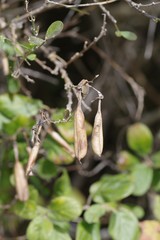 Crotalaria capensis