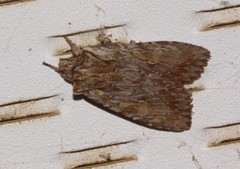 Lithophane petulca