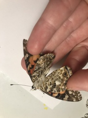 Vanessa cardui