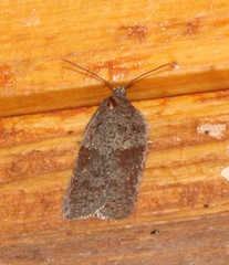Acleris bowmanana