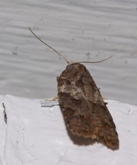 Acleris variana