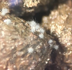 Botryotrichum murorum