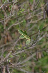 Crotalaria capensis