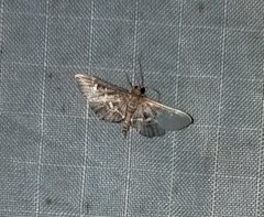 Diathrausta