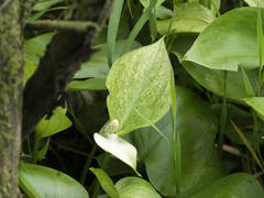 Calla palustris