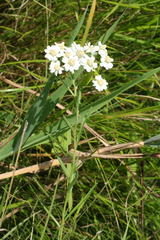 Achillea acuminata