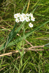 Achillea acuminata