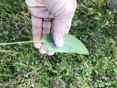 Packera schweinitziana