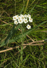 Achillea acuminata