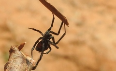 Latrodectus mactans