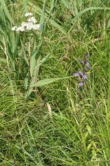 Achillea acuminata