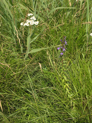 Achillea acuminata