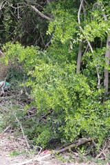 Azima tetracantha