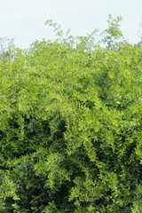 Azima tetracantha