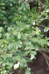 Clausena anisata