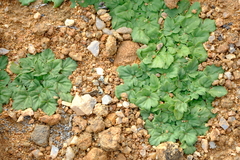 Pelargonium moniliforme