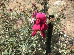 Lathyrus splendens