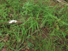 Kellochloa verrucosa