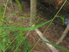 Kellochloa verrucosa