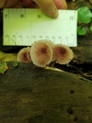 Mycena haematopus marginata