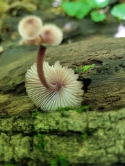 Mycena haematopus marginata