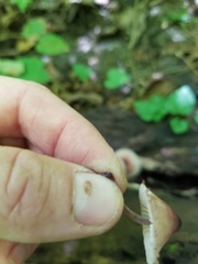 Mycena haematopus marginata