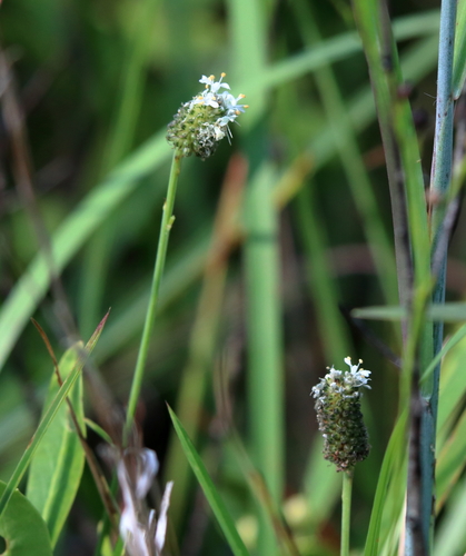 Image of Dalea mountjoyae by (c) Lauren McLaurin, some rights reserved (CC BY)
