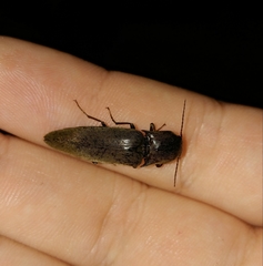 Orthostethus infuscatus