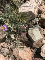 Erigeron pinnatisectus
