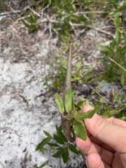 Asclepias curtissii image