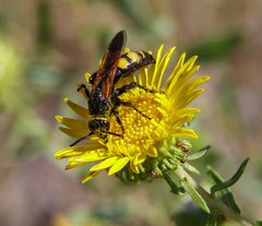 Scolia fuciformis