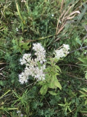 Eupatorium perfoliatum