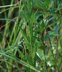 Cirsium lecontei