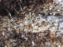 Lepisiota frauenfeldi