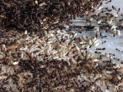 Lepisiota frauenfeldi