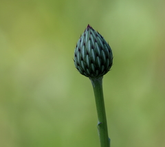 Cirsium lecontei
