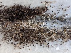 Lepisiota frauenfeldi