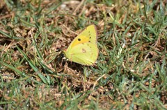 Colias electo