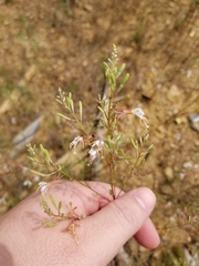 Oenothera filipes