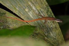 Cercosaura argulus
