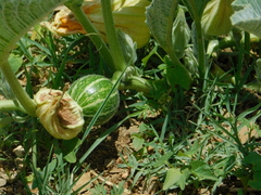 Cucurbita foetidissima