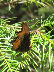 Polygonia haroldii