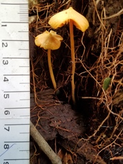 Entoloma salmoneum