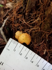 Entoloma salmoneum