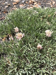Trifolium dasyphyllum