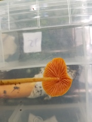 Entoloma salmoneum