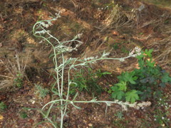 Gamochaeta calviceps