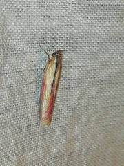 Oncocera