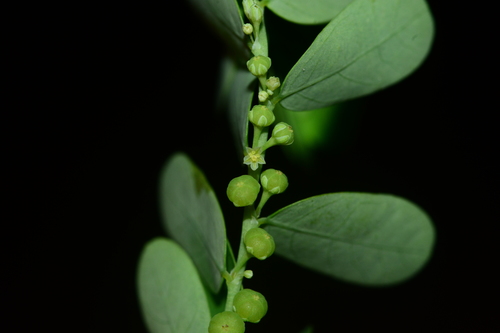 Phyllanthus amarus