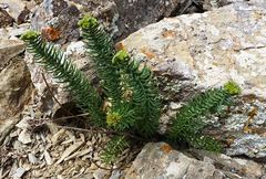 Pseudosedum longidentatum